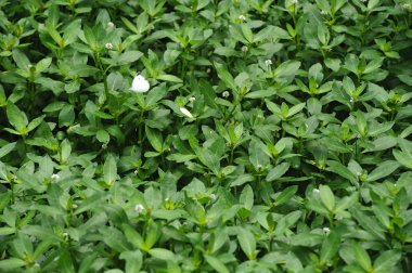 taze yeşil yapraklar