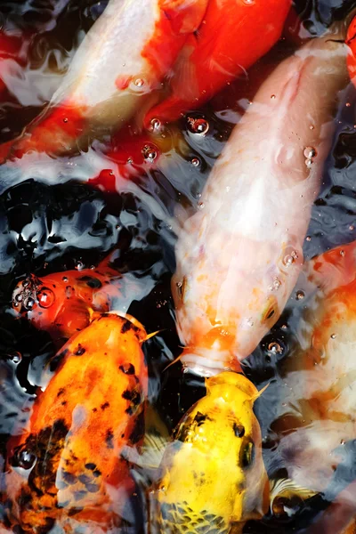 Schöne goldene Koi-Fische in den Fischteichen — Stockfoto