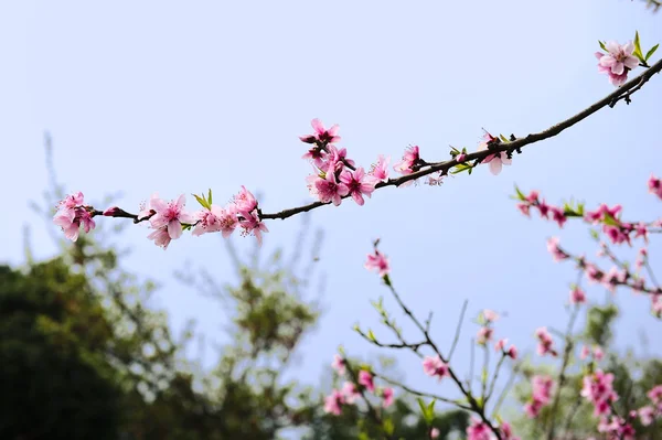 Fiore di pesca in un giardino in primavera — Foto Stock