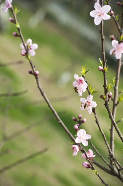 Pembe şeftali çiçeği — Stok fotoğraf