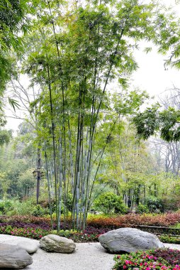Bambu ağaçları ve avlu