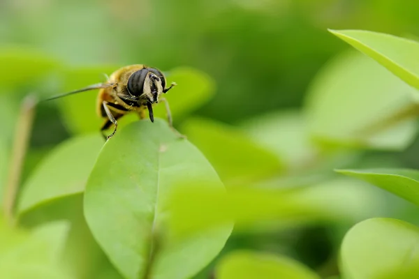 蜂と葉 — ストック写真