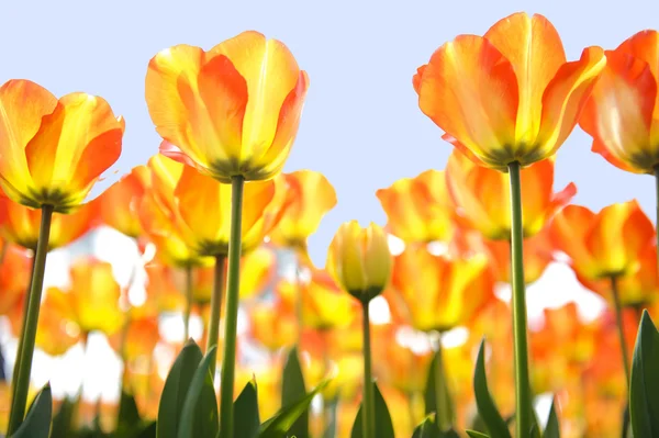 Retroilluminazione fiore di tulipano — Foto Stock