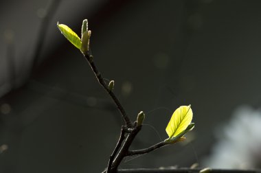 tatlı ihale tomurcukları