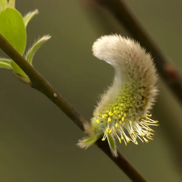 美丽的俄罗斯橄榄花在树枝上 — 图库照片