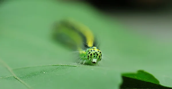 Симпатичная гусеница на листе — стоковое фото