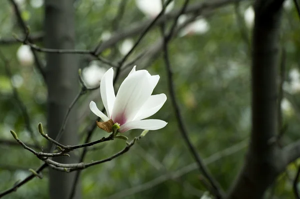 マグノリアの denudata の花 — ストック写真