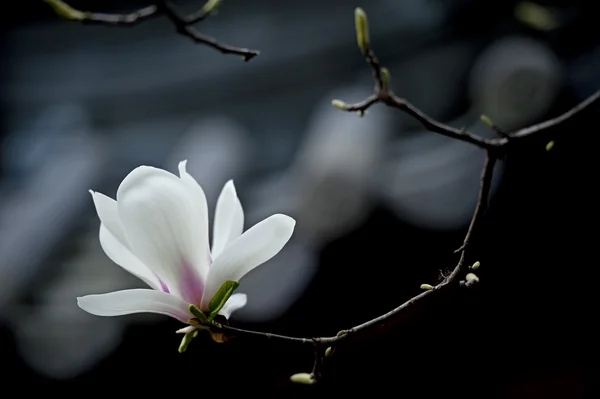 マグノリアの denudata の花 — ストック写真