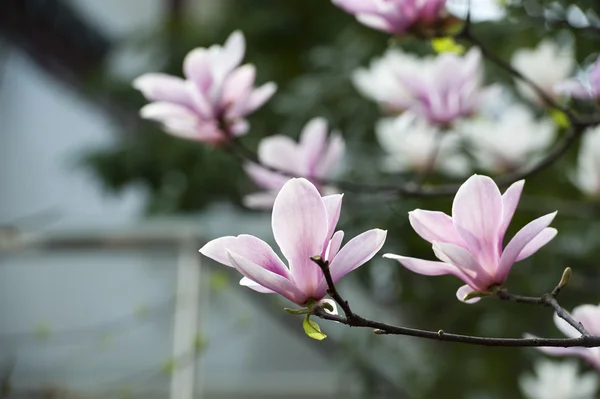 Manolya denudata çiçek — Stok fotoğraf