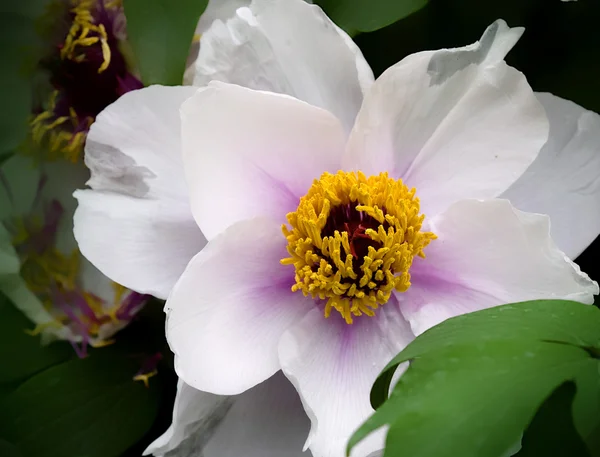 A beautiful white flower with yellow stamen. — Stock Photo, Image