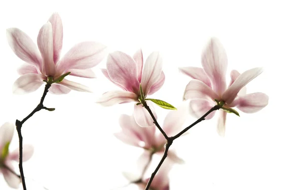 Backlighting Magnolia denudata flower — Stock Photo, Image