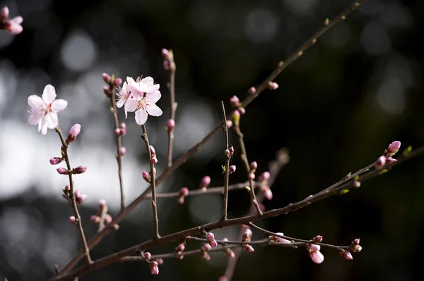 Pembe şeftali çiçeği — Stok fotoğraf