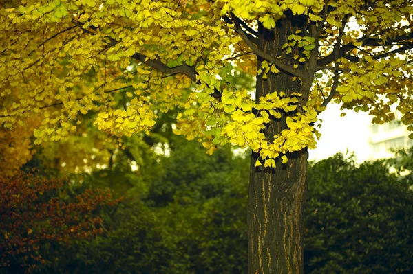 Paisaje de folio dorado ginkgo en otoño —  Fotos de Stock