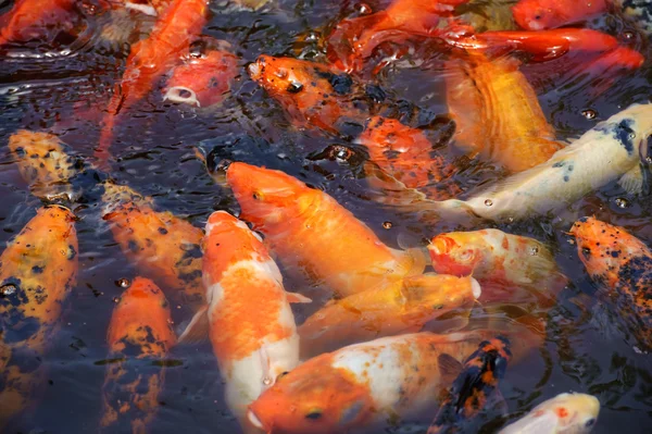 Schöne goldene Koi-Fische in den Fischteichen — Stockfoto