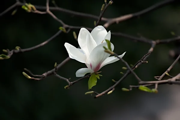 Magnolia denudata blomma — Stockfoto