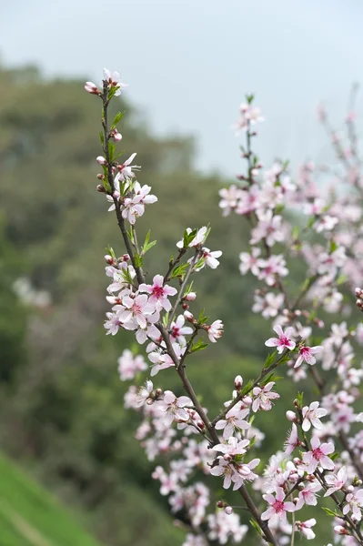 Flor de pêssego rosa — Fotografia de Stock