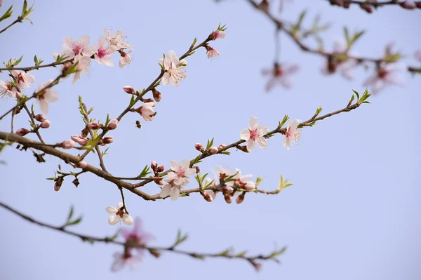 Fiore di pesca rosa — Foto Stock