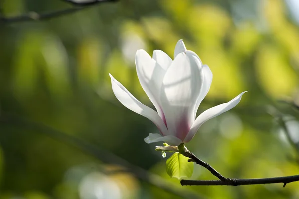 マグノリアの denudata の花 — ストック写真