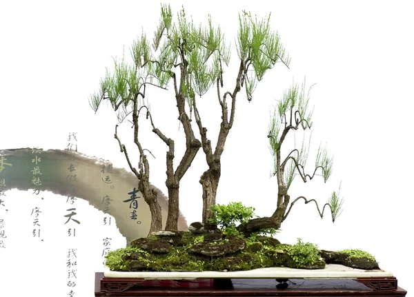 Schöner China-Bonsai — Stockfoto