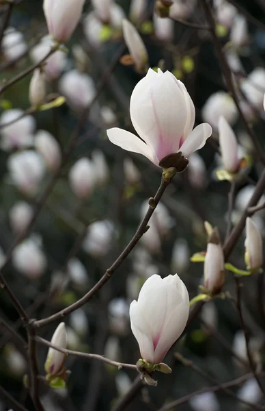 Magnolia denudata λουλούδι — Φωτογραφία Αρχείου