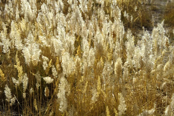 Das wilde Schilf — Stockfoto