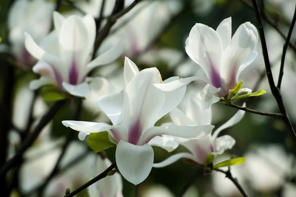 Magnolia denudata flor — Foto de Stock