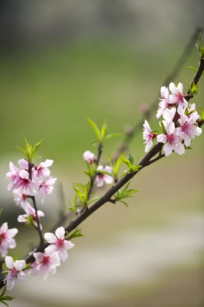 Fiore di pesca rosa — Foto Stock