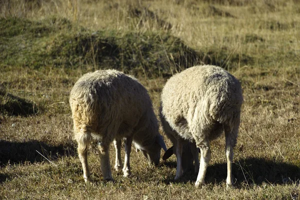 Moutons pâturent sur la pelouse — Photo