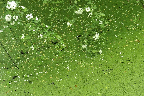 池の上の白い flowerets — ストック写真