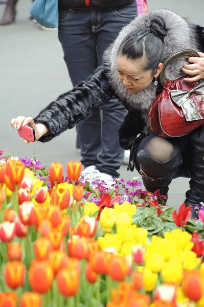 女性は、チューリップの写真を撮影します。 — ストック写真