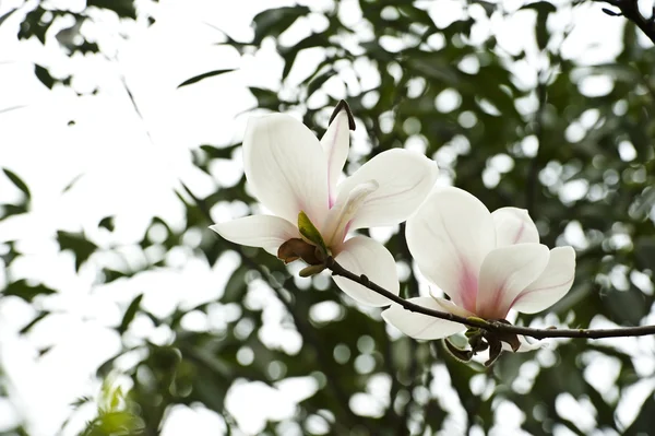 Magnolia denudata bloem — Stockfoto