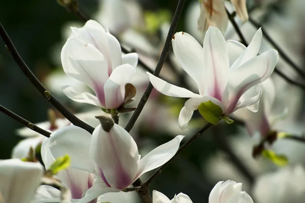 Magnolia denudata fiore — Foto Stock