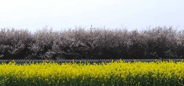 Rape flower in spring — Stock Photo, Image