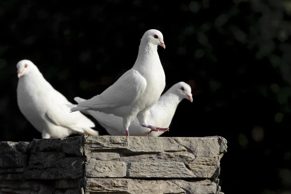 纯白色的鸽子 — 图库照片