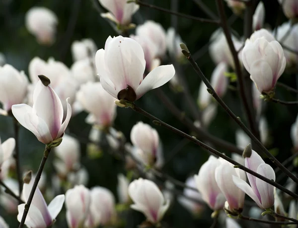 Magnolia denudata λουλούδι — Φωτογραφία Αρχείου