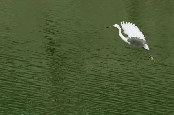 White egret estendeu suas asas em voo — Fotografia de Stock