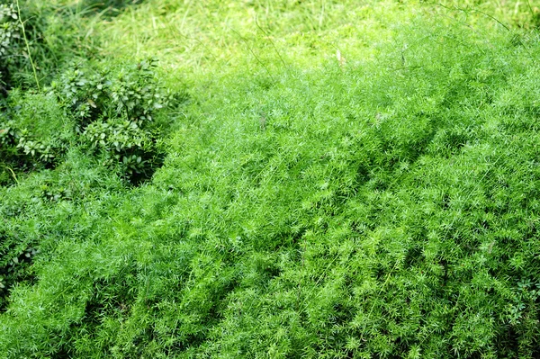Leuchtend grüne Blätter im Garten — Stockfoto