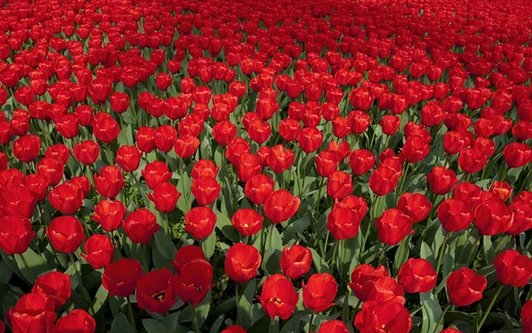 The beautiful tulip flower — Stock Photo, Image