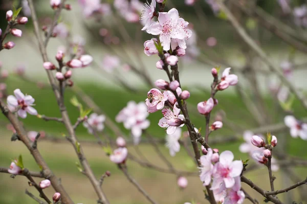 Fiore di pesca rosa — Foto Stock