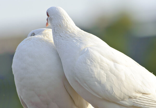 two loving white doves