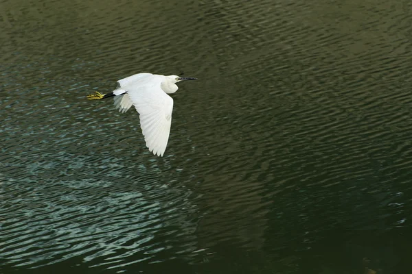 Silberreiher breitete im Flug seine Flügel aus — Stockfoto