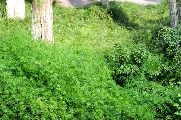 Folhas verdes brilhantes em um jardim — Fotografia de Stock