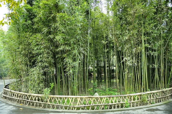 Gaje zielony bambus — Zdjęcie stockowe