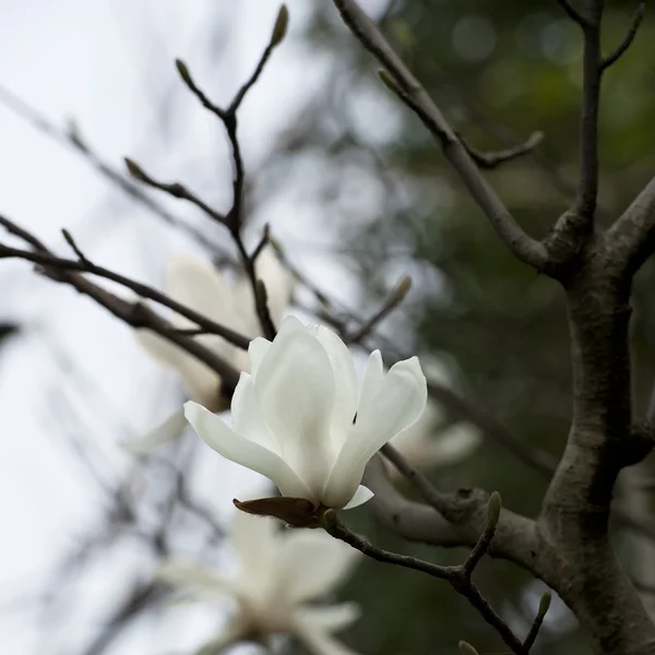 Magnolia denudata virág — Stock Fotó
