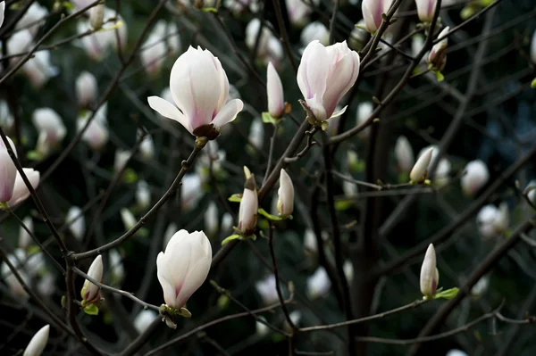 Magnolia denudata flor — Foto de Stock