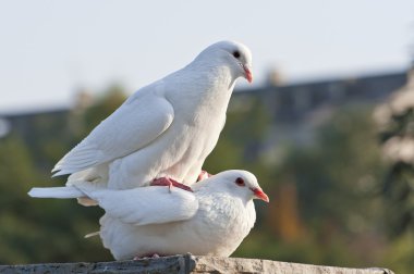 iki sevgi dolu beyaz güvercinler