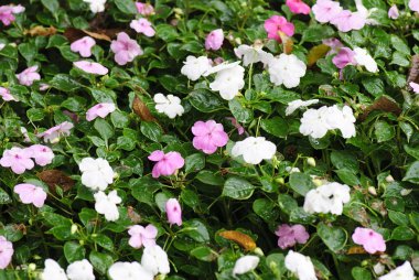 çiçek ve yaprakları bir bahçe