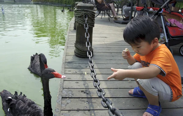 少年と黒い白鳥 — ストック写真