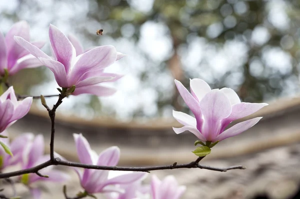 マグノリアの denudata の花 — ストック写真