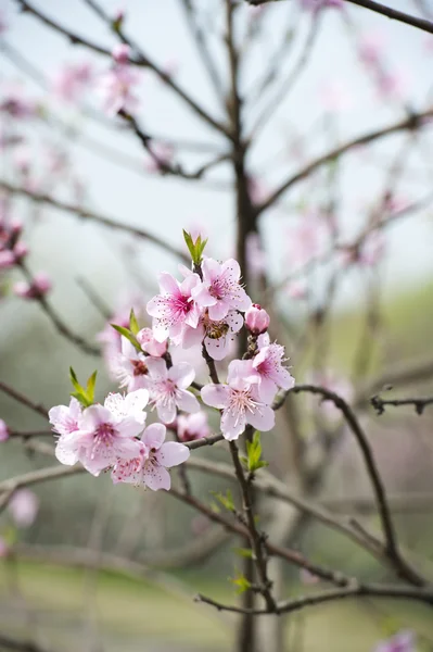 Fiore di pesca rosa — Foto Stock